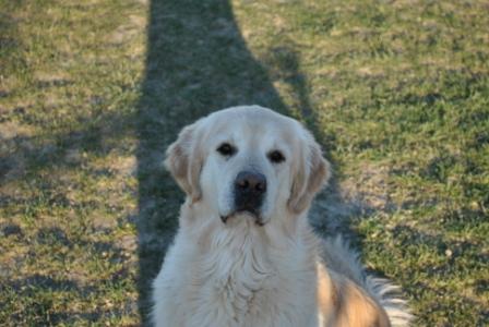 Royal Silk Green Tea Aaron aka Aaron - Golden Retriever (Death 20/05/2020)