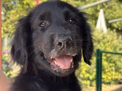 Cucciolata Flat Coated Retriever (Kenna x Kir) 