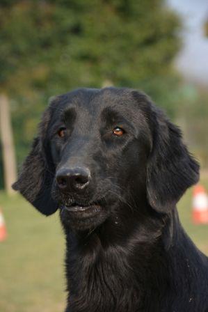 It.J.Ch Royal Silk Let's Rock Betty Boop aka Betty - Flat Coated Retriever (Death 16/04/2020)