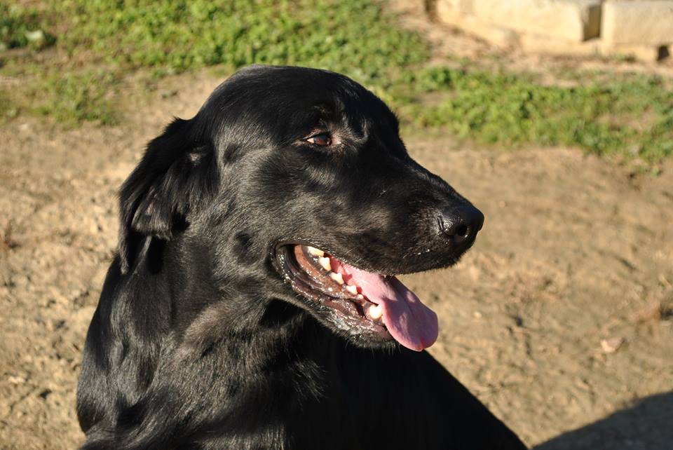 Athos aka Buddha - Flat Coated Retriever co-owner Chiara Maria Occari