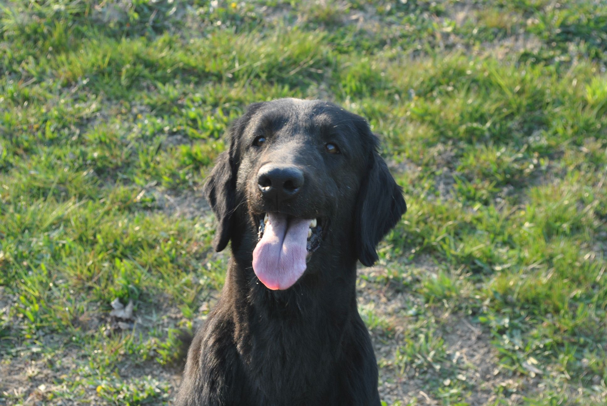 It.J.Ch Criselle aka Joy - Flat Coated Retriever