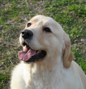 Maciarot Pioggia D'oro aka Amelì - Golden Retriever