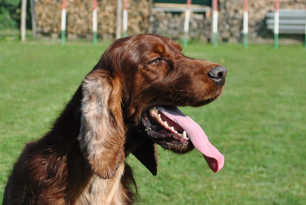 Royal Silk James Bond aka James - Setter Irlandese Rosso