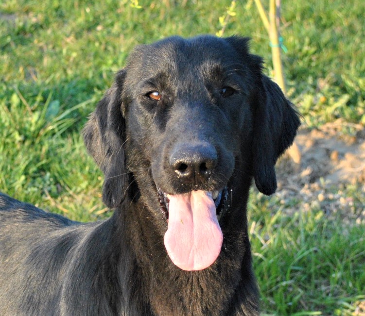 Lady Kenna aka Kenna - Flat Coated Retriever