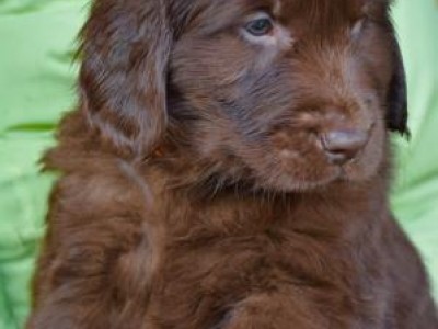 Cucciolata "A" Flat Coated Retriever