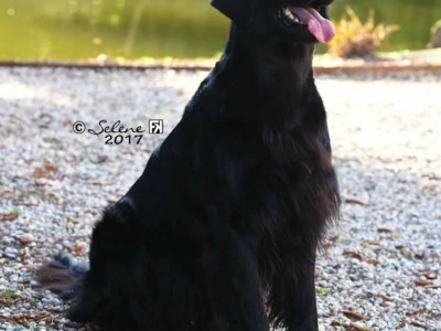 Cucciolata "D" Flat Coated Retriever