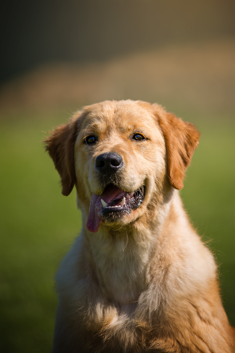 Eireen GreenMagicTea aka Emy - Golden Retriever