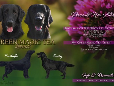 Cucciolata "Q" Flat Coated Retriever (Kaety x Pantufle)