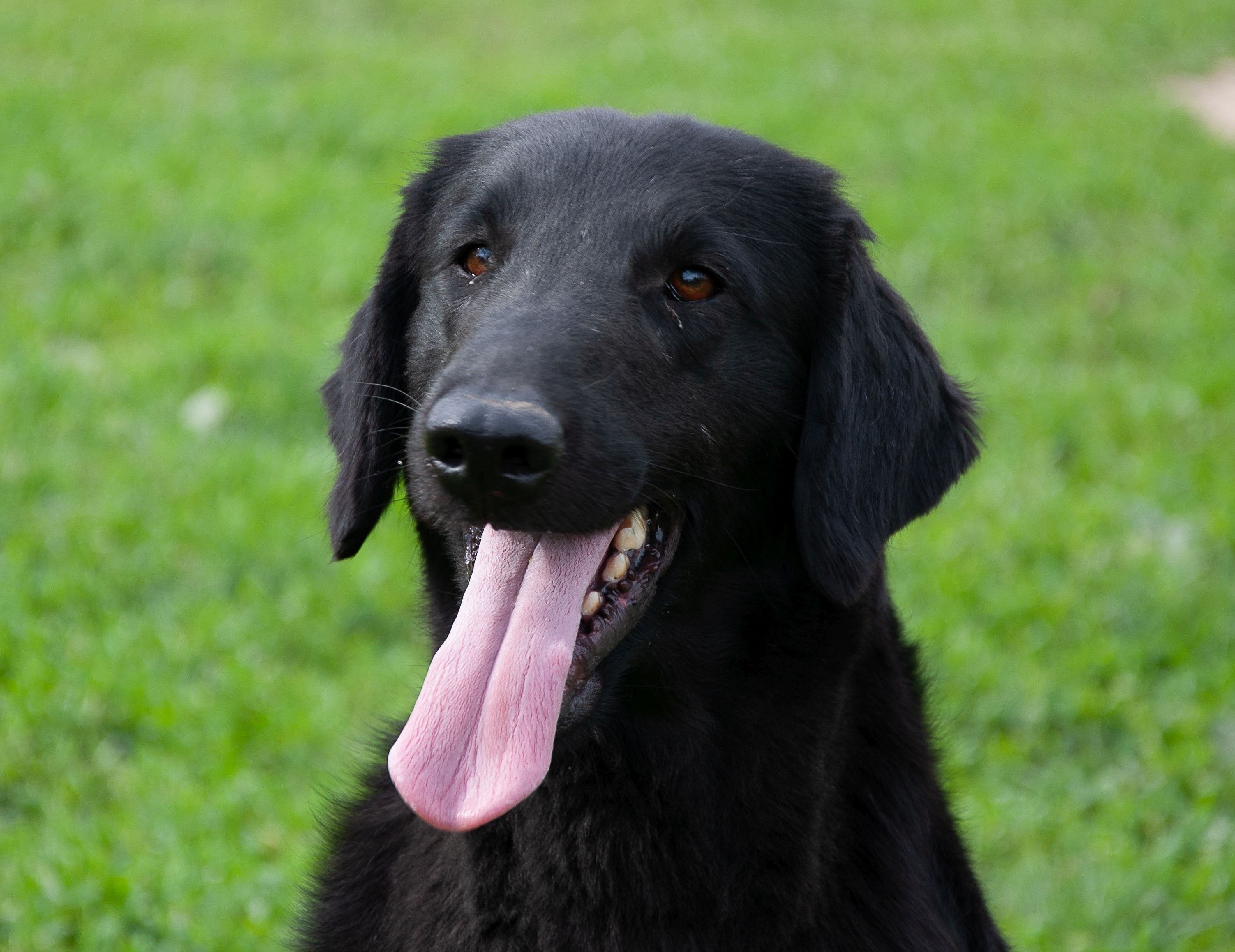 Grace aka Grace - Flat Coated Retriever