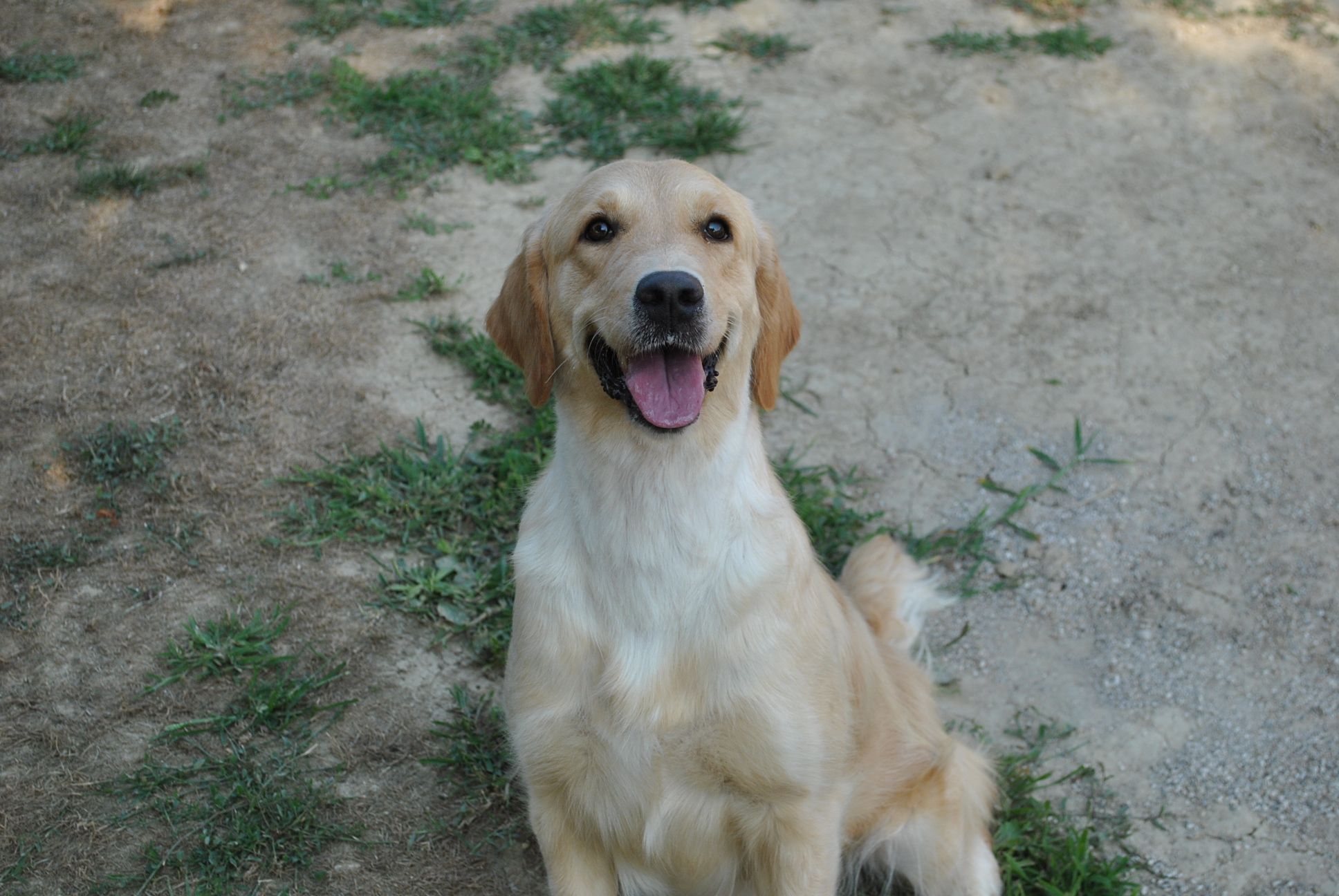 Hola Della Val D'Aveto aka Hola - Golden Retriever