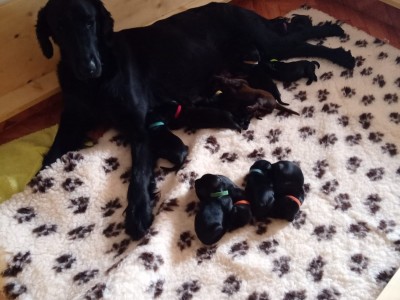 Cucciolata "H" Flat Coated Retriever (Iris x Buddha)