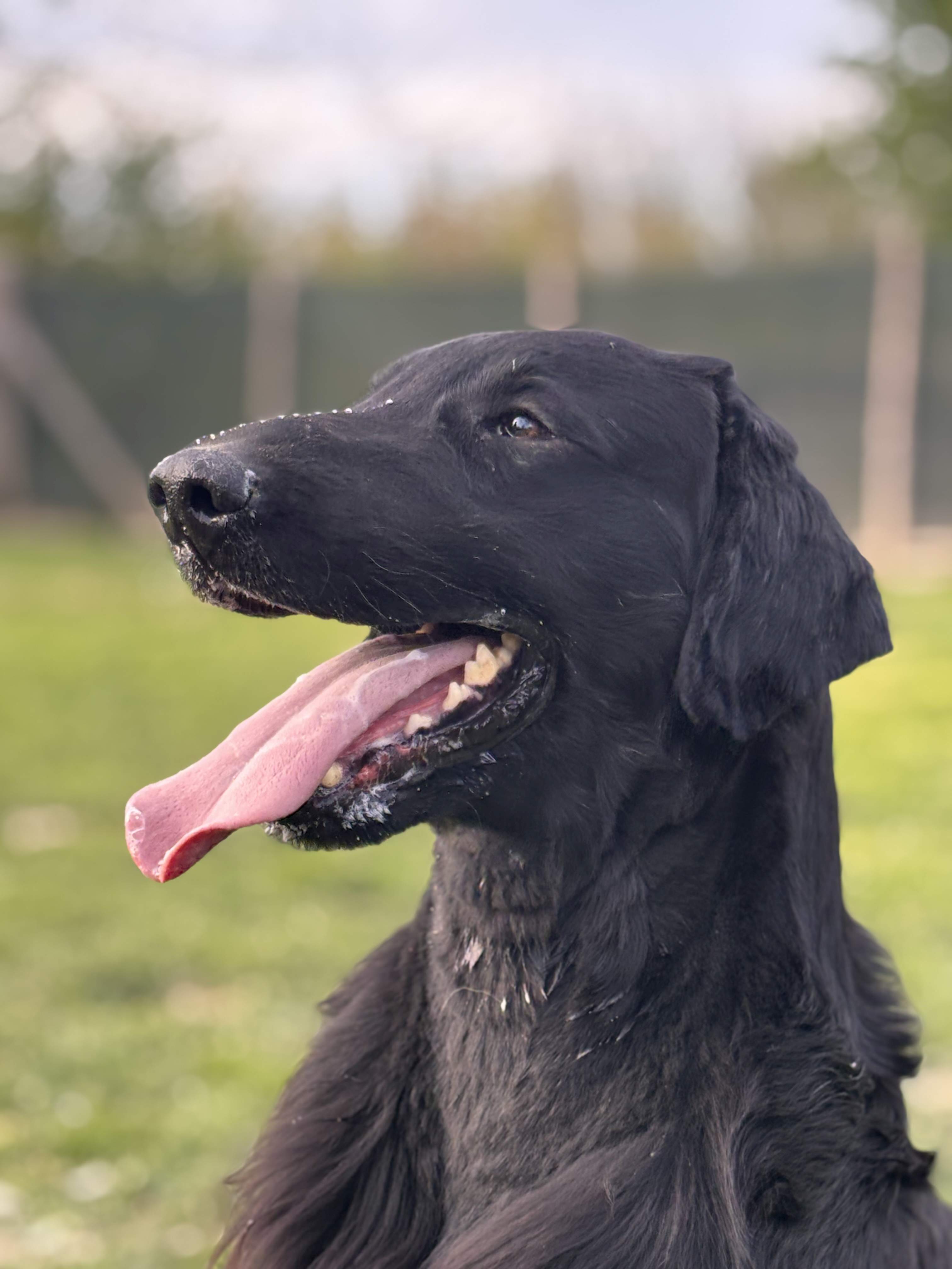 Pollux aka Hero - Flat Coated Retriever