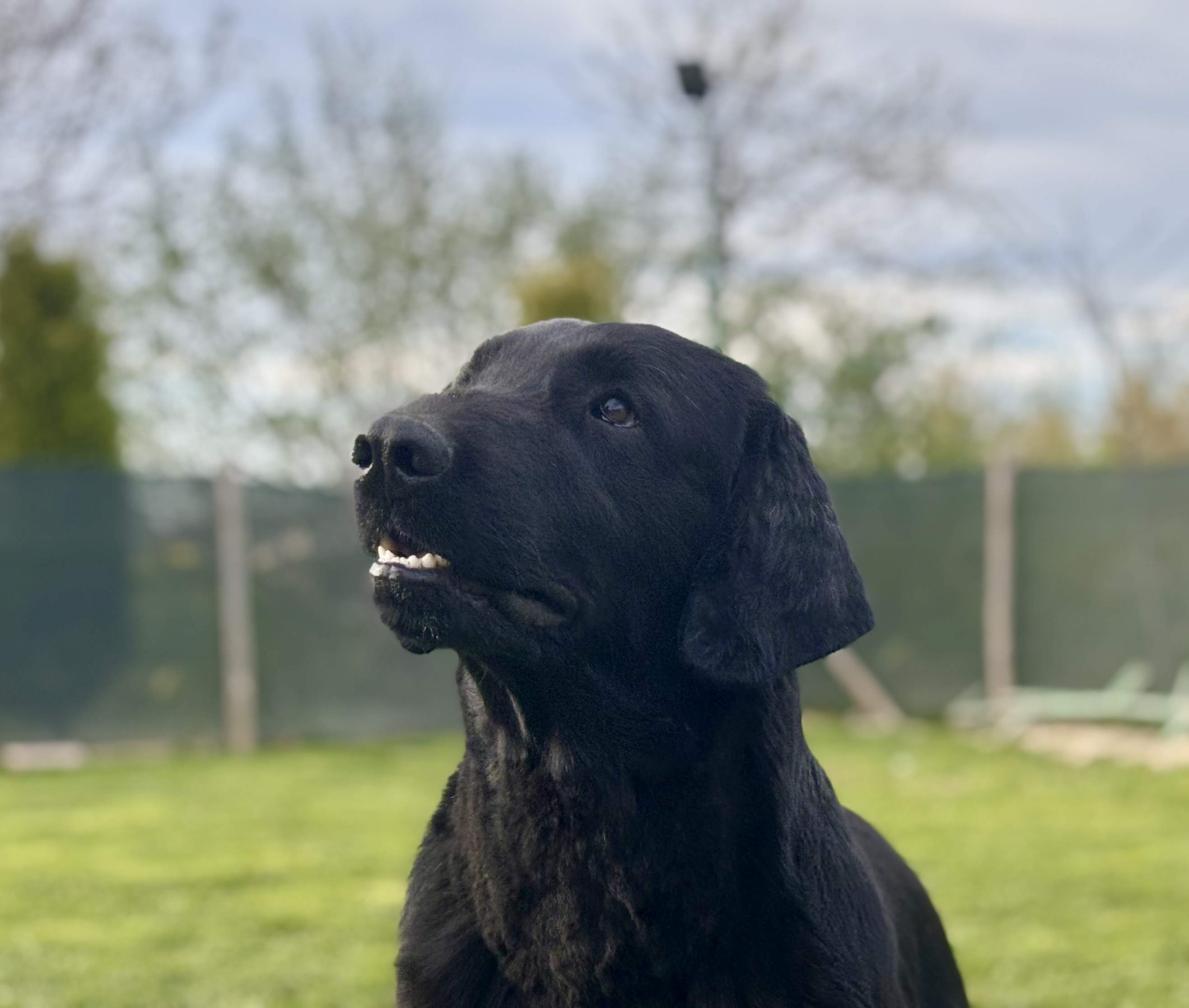 Uno di Noi aka Russell - Flat Coated Retriever