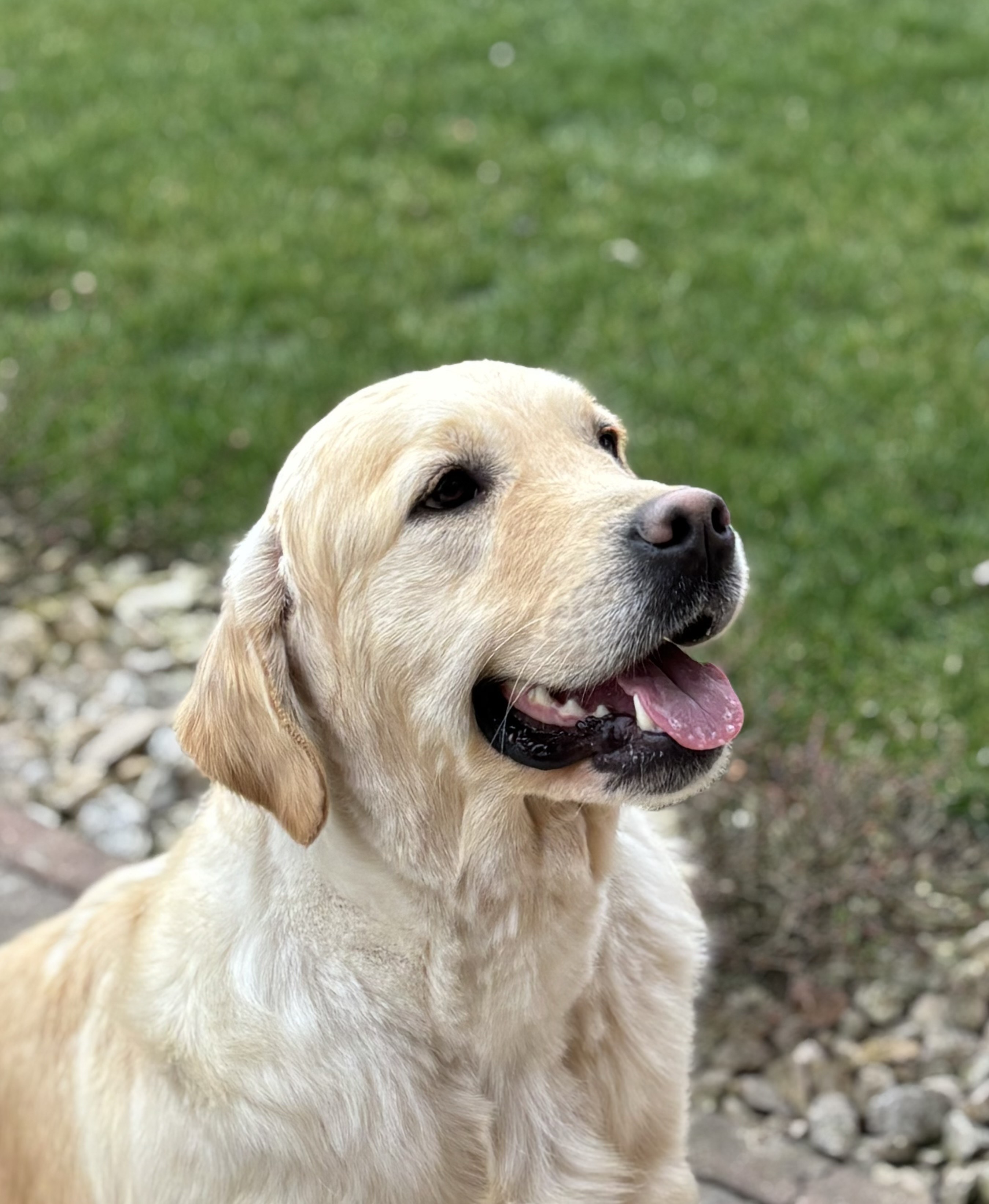 Regina Maria Antonietta aka Sissy - Golden Retriever