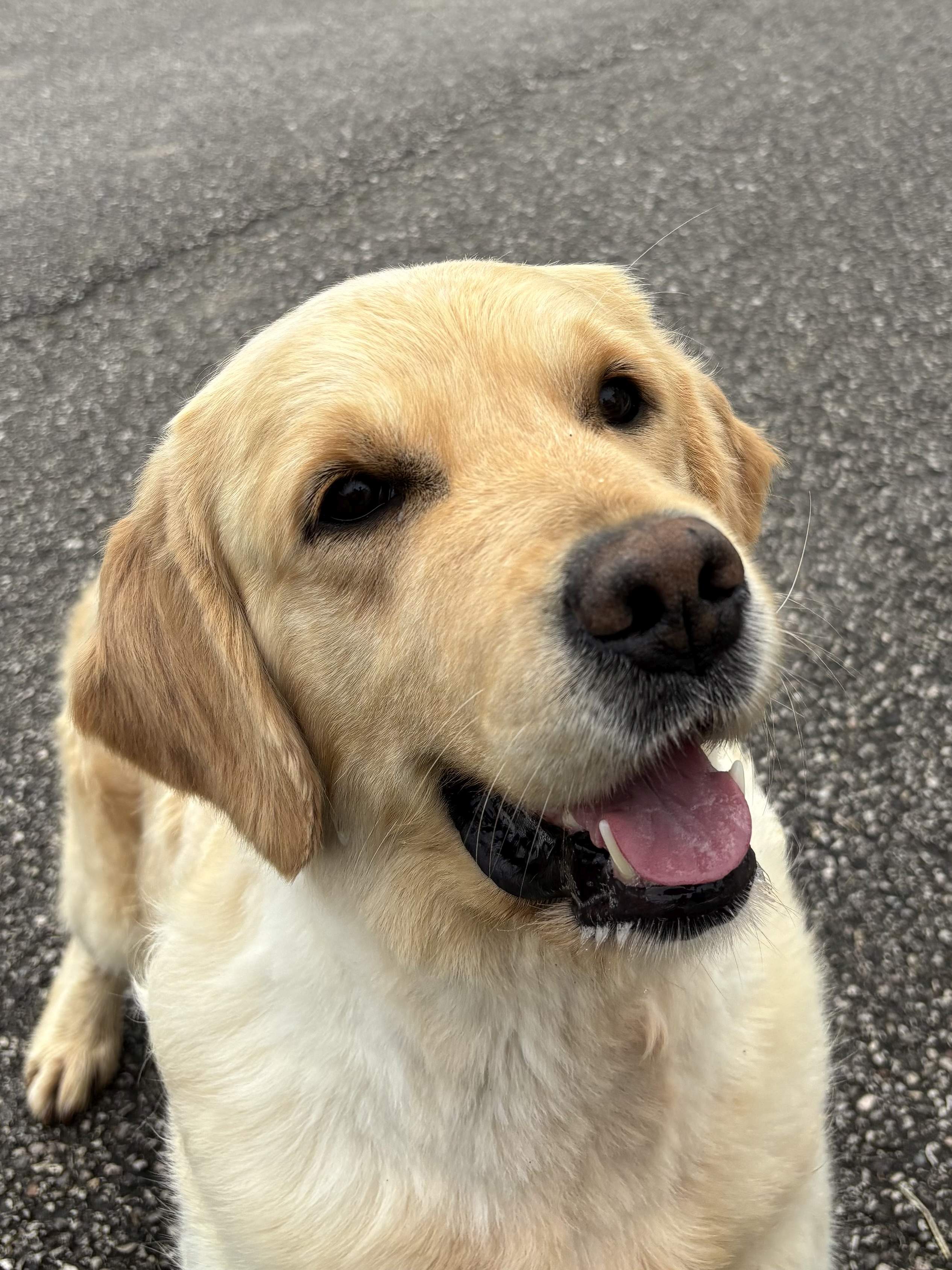 Non ti scordar di me aka Vicky - Golden Retriever