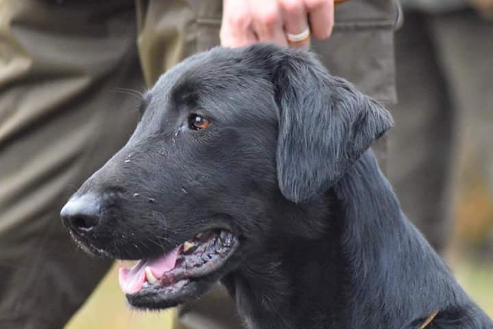 Royal Silk Sweet Green Magic aka Iris - Flat Coated Retriever