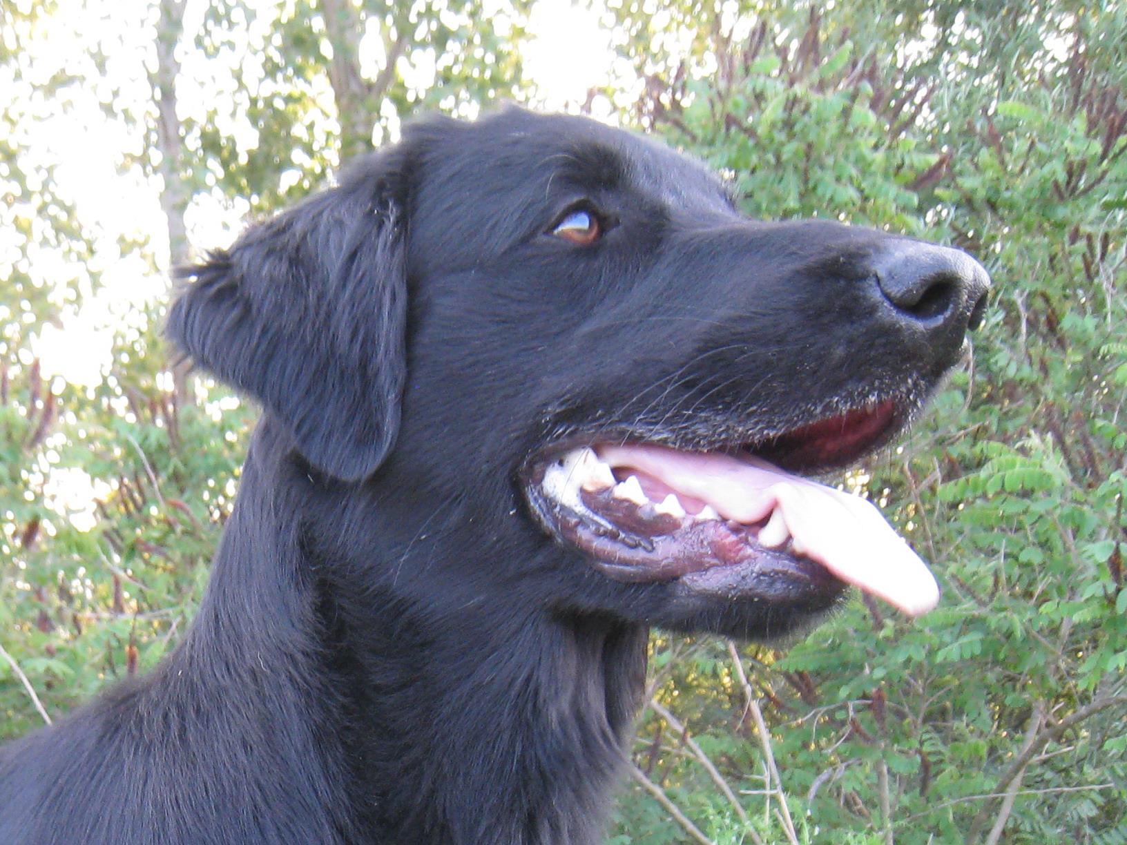 It.J.Ch Royal Silk Pizza Prosciutto e Funghi aka Junior - Flat Coated Retriever