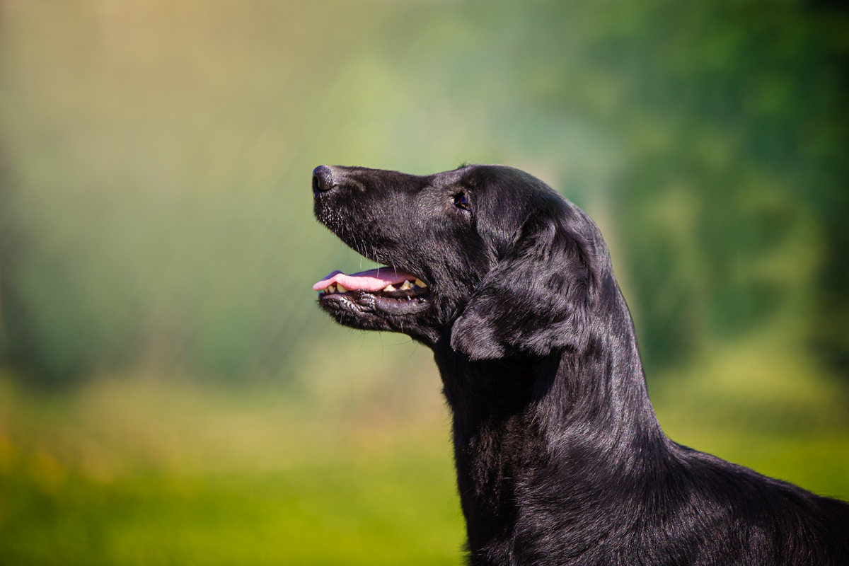 GreenMagicTea Cindy aka Kaety - Flat Coated Retriver