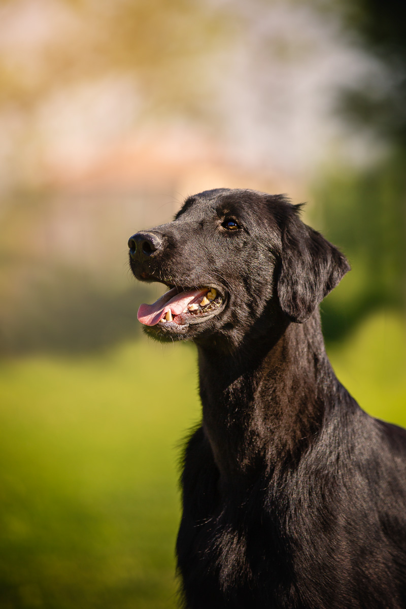 GreenMagicTea Dea aka Kira - Flat Coated Retriever (Death 27/07/2023)