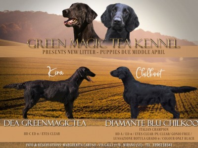 Cucciolata "P" Flat Coated Retriever (Kira x Chilkoot)