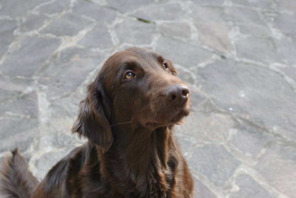 Royal Silk Cioccolata Speziata aka Maya - Flat Coated Retriever (Death 23/09/2021)