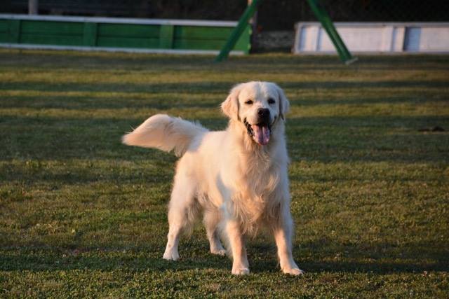 Royal Silk Anchise aka Oras - Golden Retriever