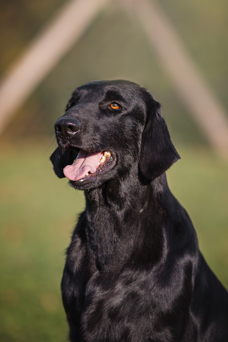 Ashley aka Ashley - Flat Coated Retriever (Death 11/06/2020)