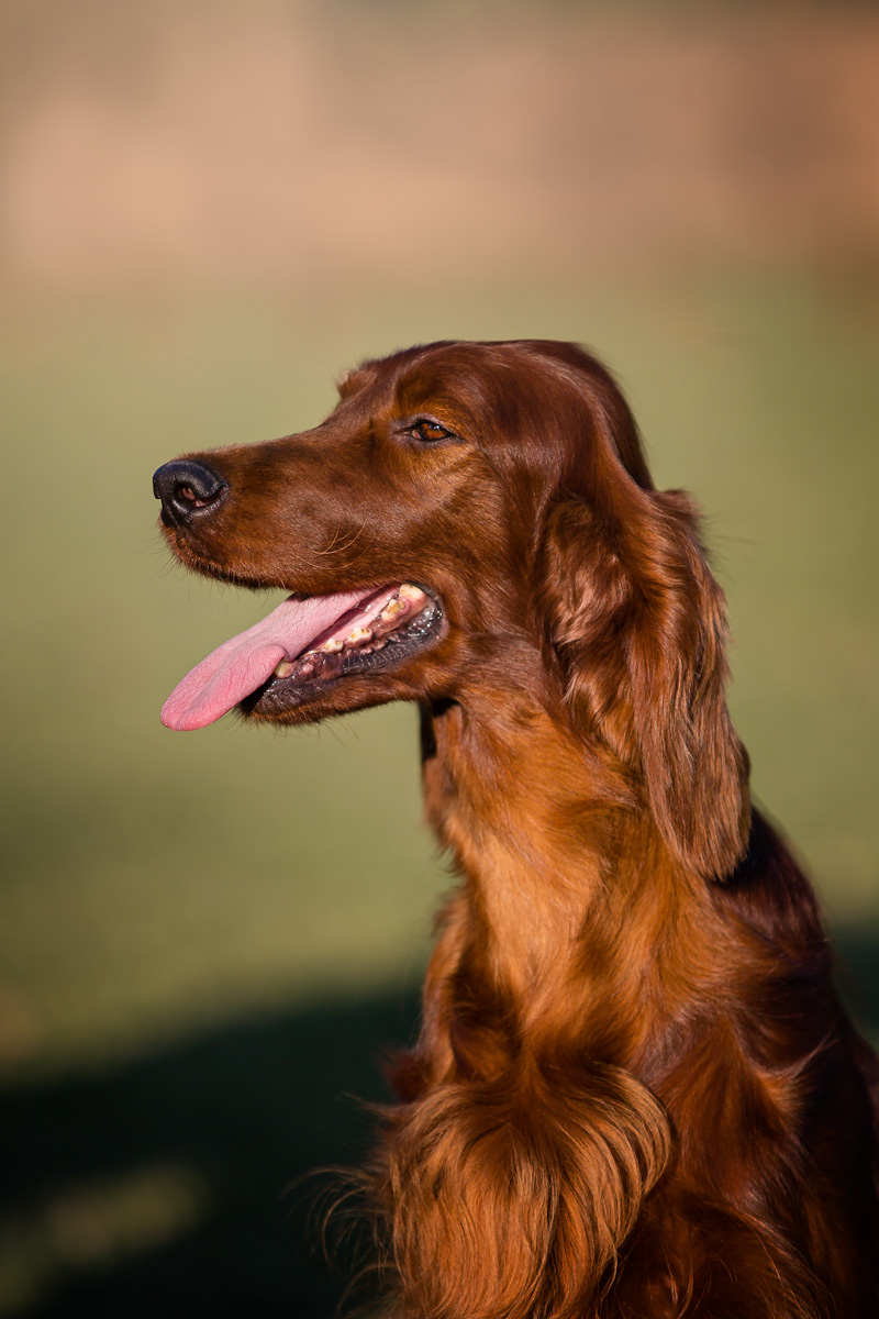 Royal Silk Martha Graham aka Cloe - Setter Irlandese Rosso