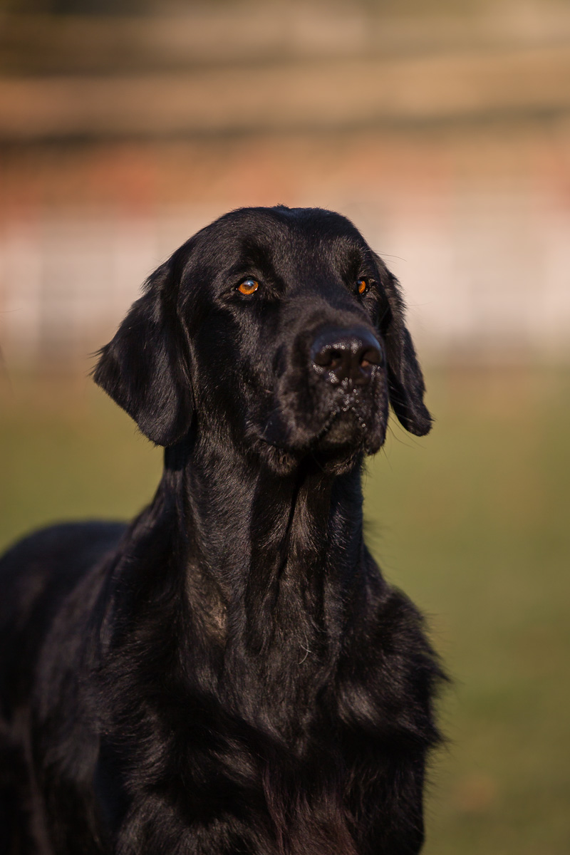 It.J.Ch Royal Silk Timo e Rosmarino aka Aslan - Flat Coated Retriever (Death 07/07/2019)