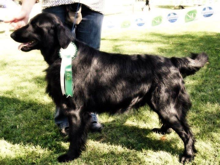 Royal Silk Jingle Bell Swing aka Soren - Flat Coated Retriever (Death 20/01/2022)